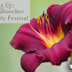 The Chattahoochee Valley Daylily Festival